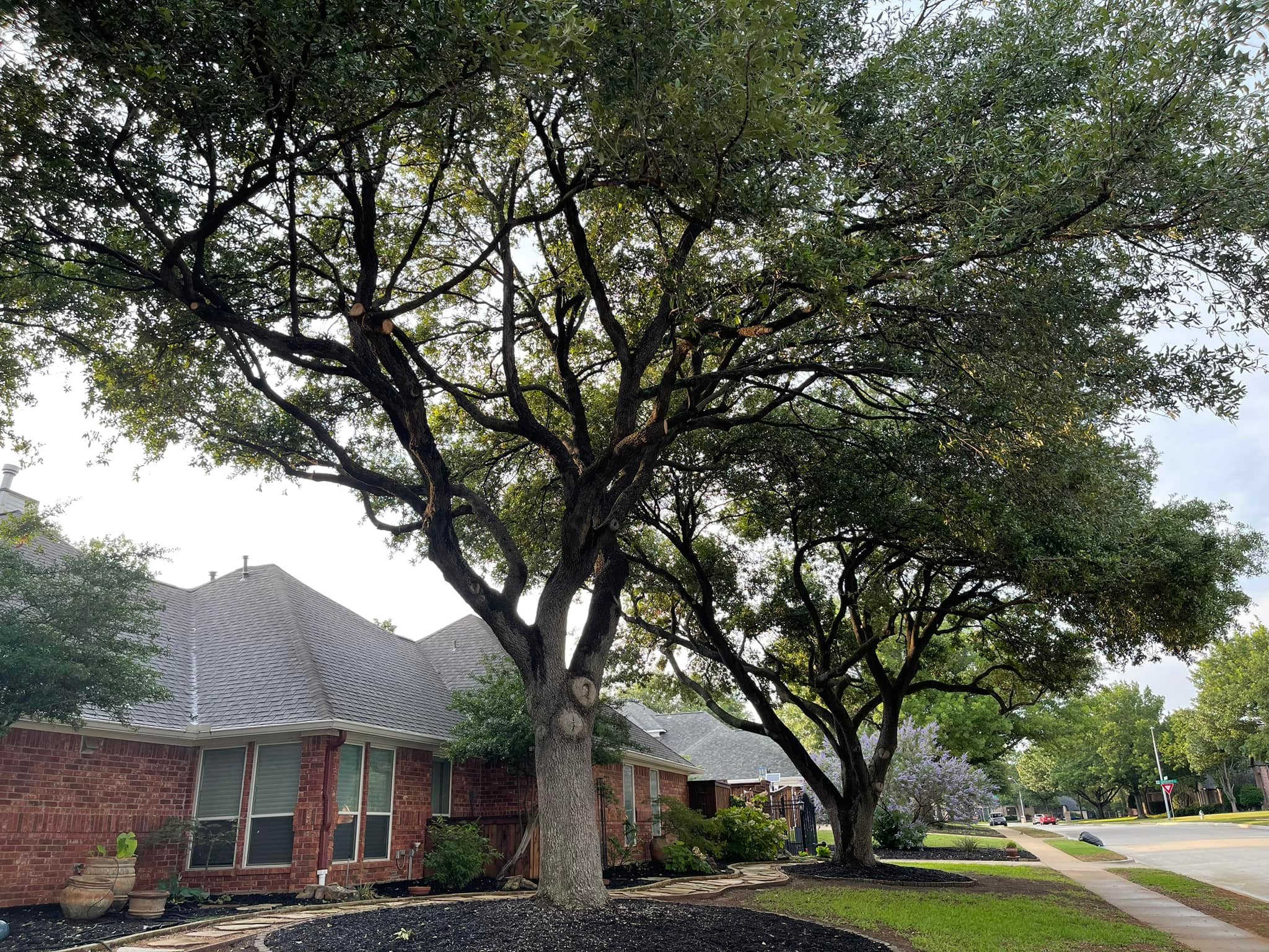 Beautiful trimmed live oak trees at North Richland Hills home