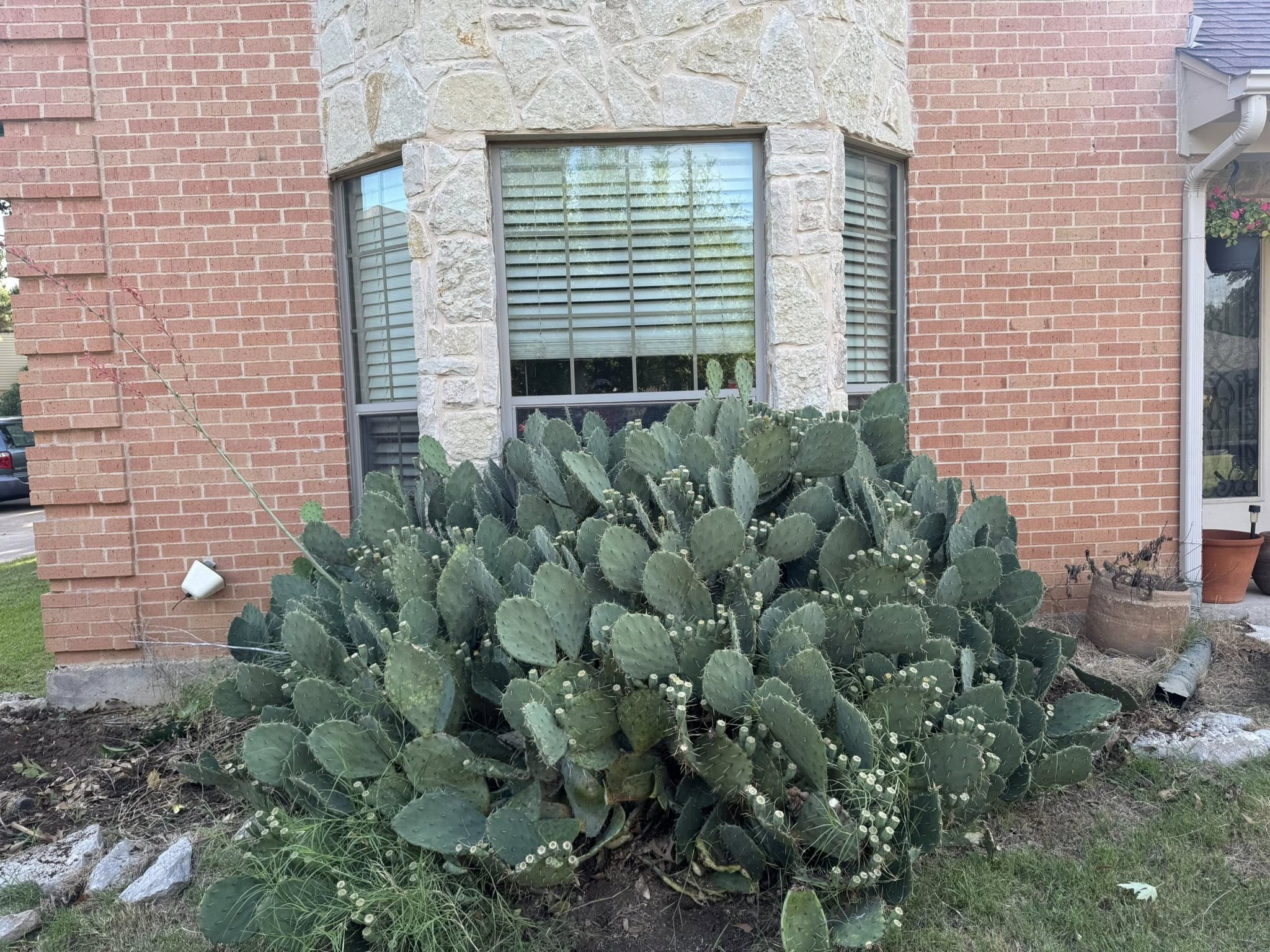Before: large overgrown cactus at North Texas home