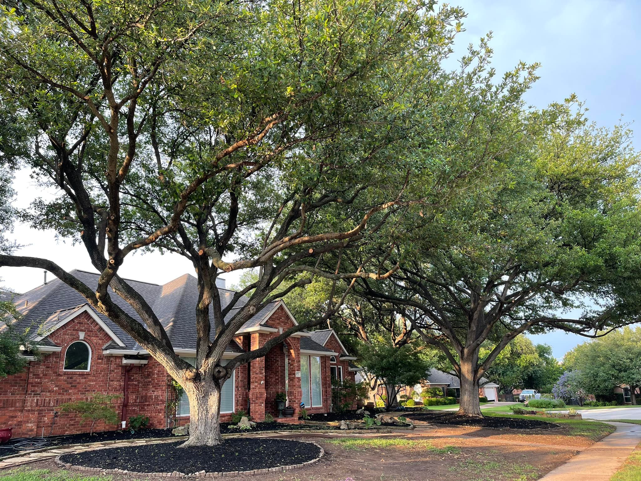 Expert tree trimming in Tarrant County Texas