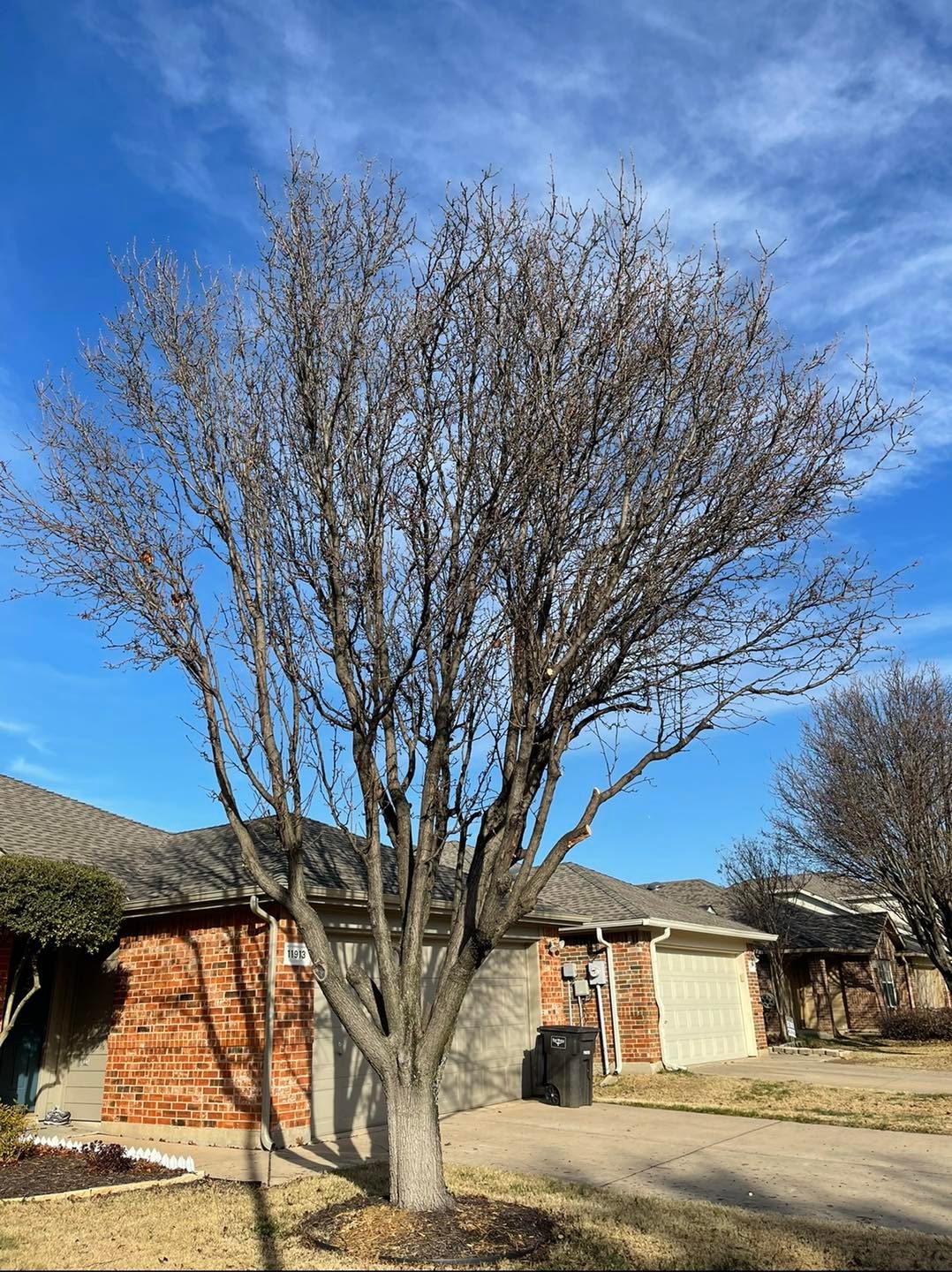 Before: tree trim needed at North Texas red brick home