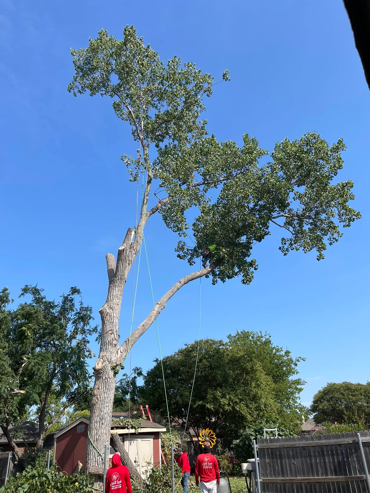 Next Level Tree Service climber working high in tall tree