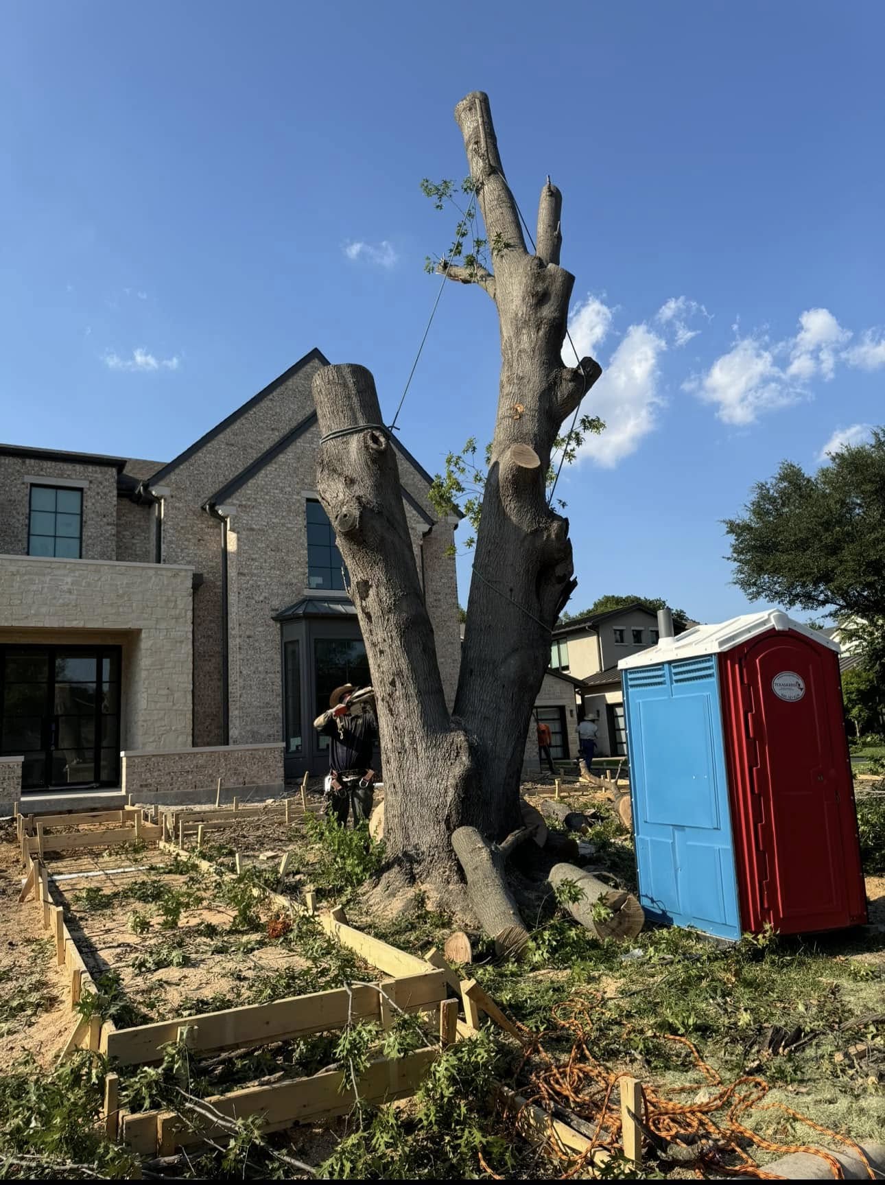 Before: large tree at construction site