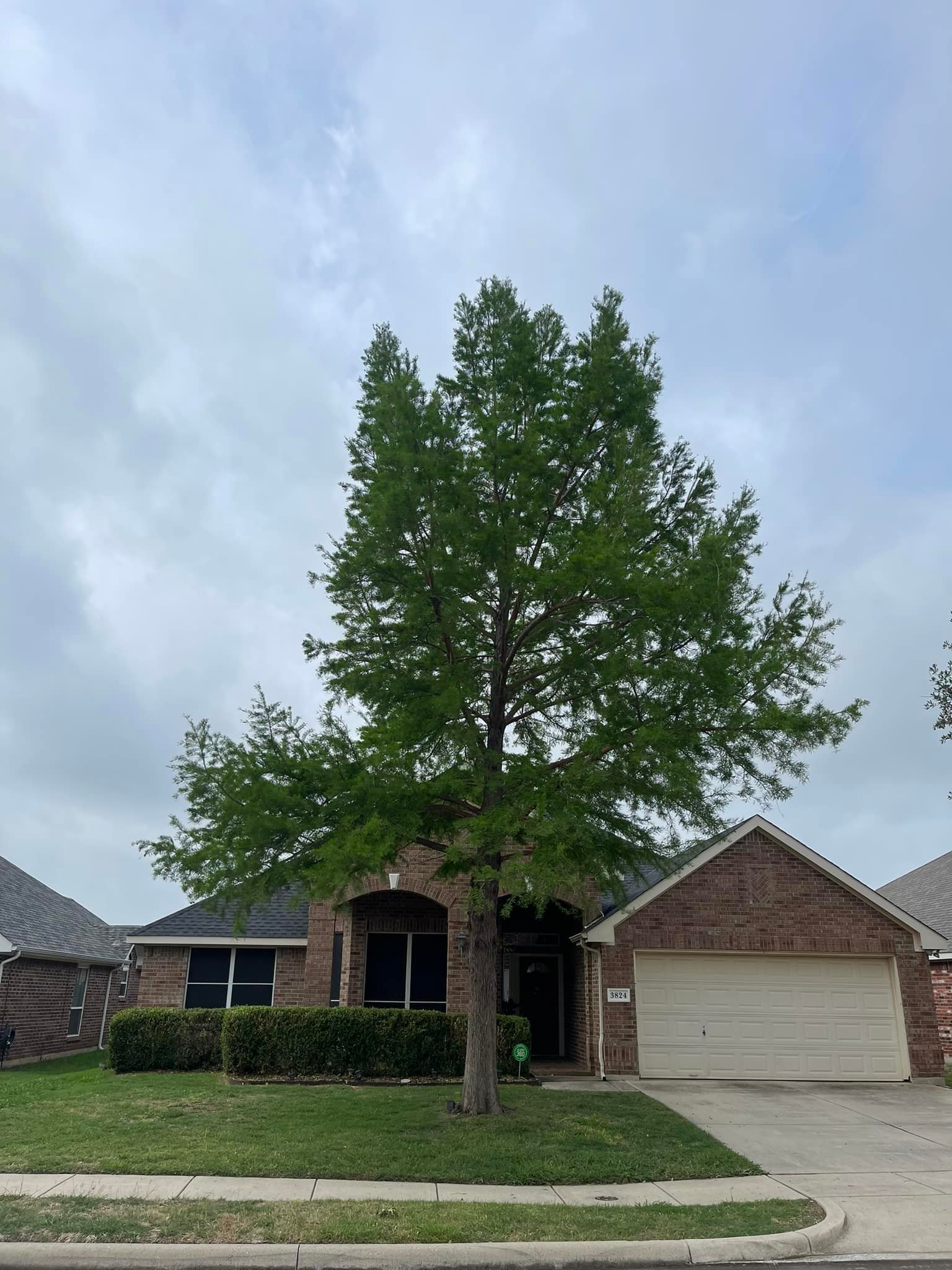 Before: large tree in residential yard